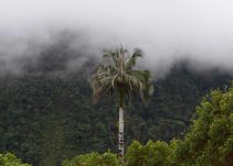 Autorizan tala de palma de cera en la vereda Romeral, Guarne