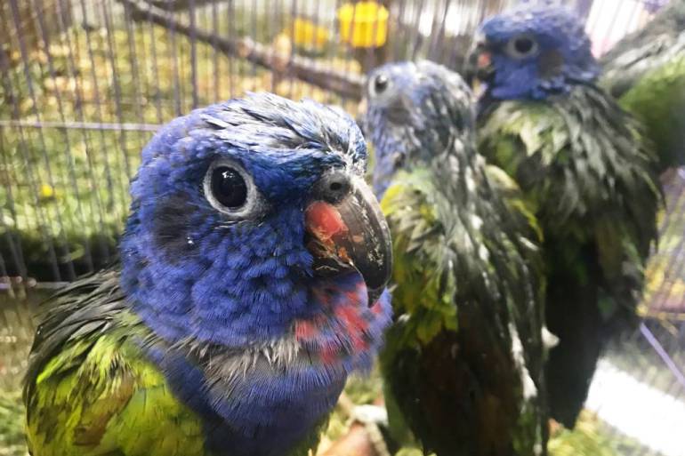 Maltrato animal: 103 aves rescatadas fueron llevadas al Aviario de Barú en Cartagena