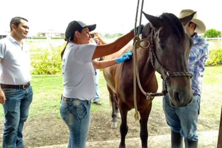 Bloqueo preventivo de algunos municipios de Bolívar por influenza equina: Bloqueo preventivo de algunos municipios de Bolívar por influenza equina