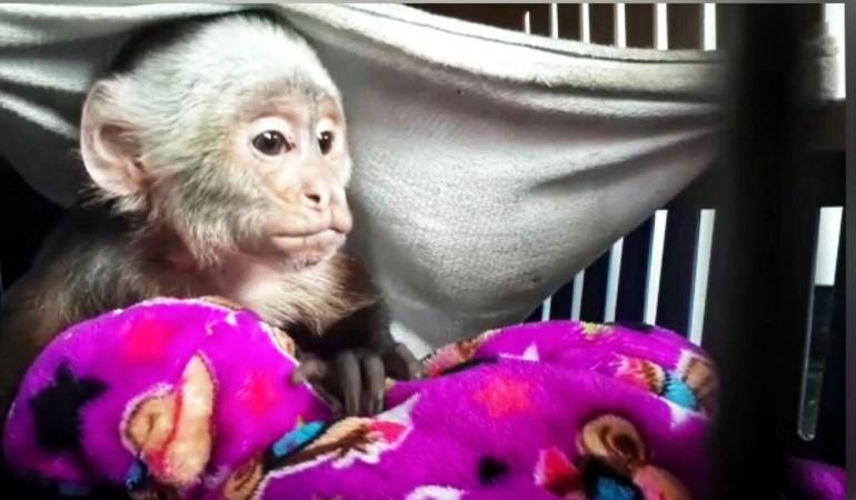 Mono silvestre: Recatan un mono silvestre en Bogotá