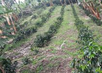Cafeteros en Quindío se suman a protesta por bajos precios del café