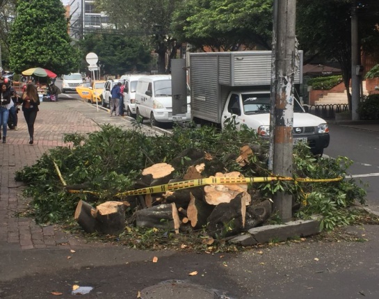 Tala árboles Bogotá: Vecinos en el norte de Bogotá denuncian más tala de árboles Tala árboles Bogotá: Vecinos en el norte de Bogotá denuncian más tala de árboles