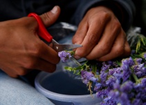 Empresarios de flores en Cauca afrontan crisis por vientos y granizadas