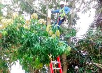 Electricaribe intensifica poda en municipios de Bolívar