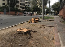 Hasta un millón de pesos cuesta talar un árbol en Bogotá