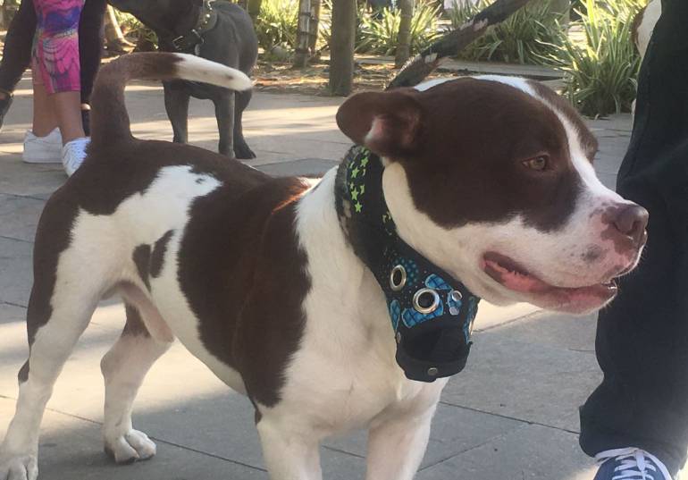 Puñalada, perro, mataron, Copacabana: De 32 puñaladas, mujer mata un perrito en Copacabana