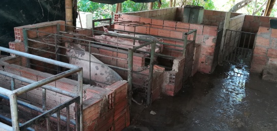 Casa de piques en Flandes: ‘Casa de Pique’ en Flandes: Horror y violencia Casa de piques en Flandes: ‘Casa de Pique’ en Flandes: Horror y violencia