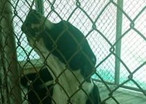En Armenia estudian si sacrifican al perro que mordió a un niño en la cara