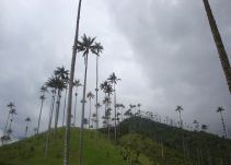 Sin la Palma de Cera no hay Cocora, ni turismo, ni Salento: expertos