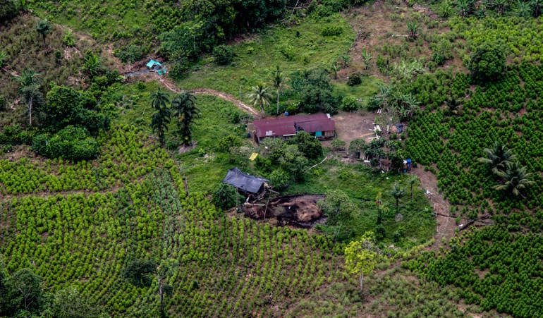Erradicación de cultivos de coca en Tumaco - Nariño