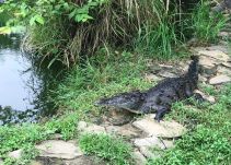 Vivarium del Caribe, nuevo plan turístico al norte de Cartagena