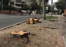 MinAmbiente radicó proyecto de ley para frenar la deforestación ilegal