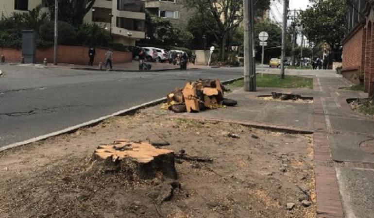 Tala de árboles en Bogotá