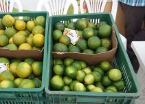 Limón Tahití será exportado desde Caldas hacia Argentina