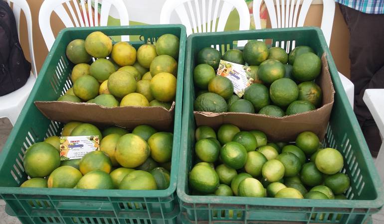 Limón Tahití, exportaciones, Argentina: Limón Tahití será exportado desde Caldas hacia Argentina