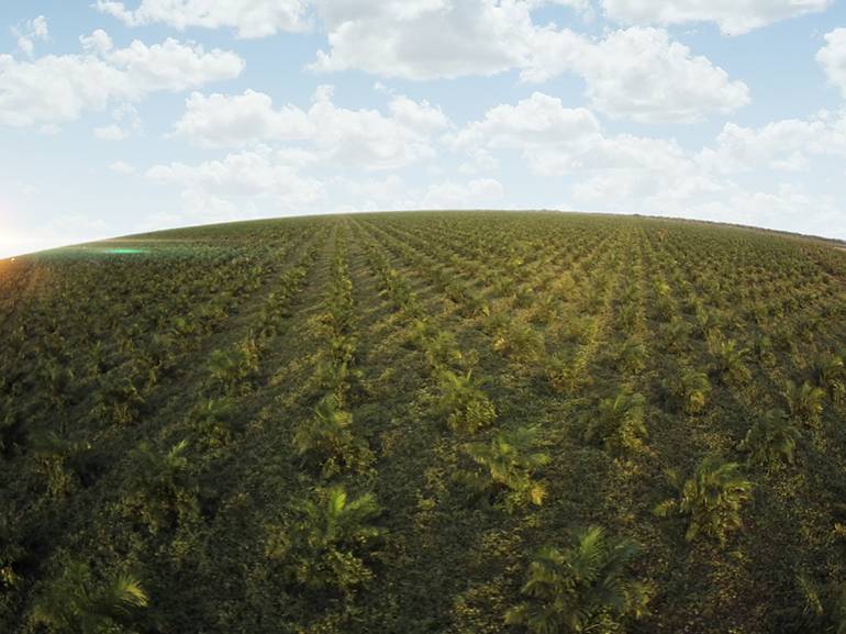 Producción de aceite de palma: Producción de aceite de palma en Colombia bajó 12%