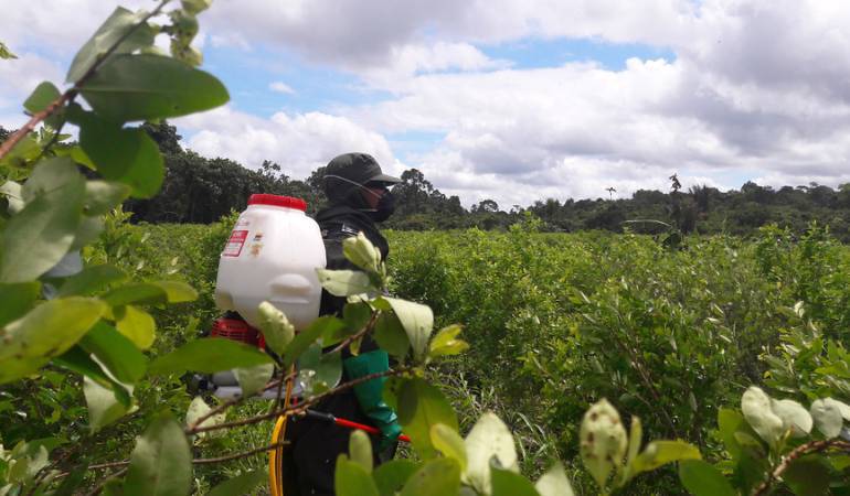 Campesinos denuncian atraso en los pagos de sustitución de cultivos