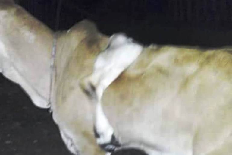 Nace ternero con seis patas en el departamento de Bolívar: Nace ternero con seis patas en el departamento de Bolívar