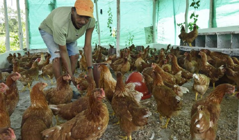Aves de corral