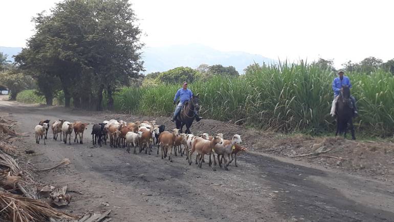 Ingenio Pichichi en el Valle: Ingenio Pichichi cambió herbicidas por ovejas para controlar malezas