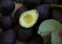 Aumenta la producción de aguacate hass en Caldas
