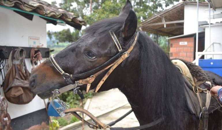 Influenza equina, caballos, Caldas: Se mantiene influenza equina en algunos municipios de Caldas