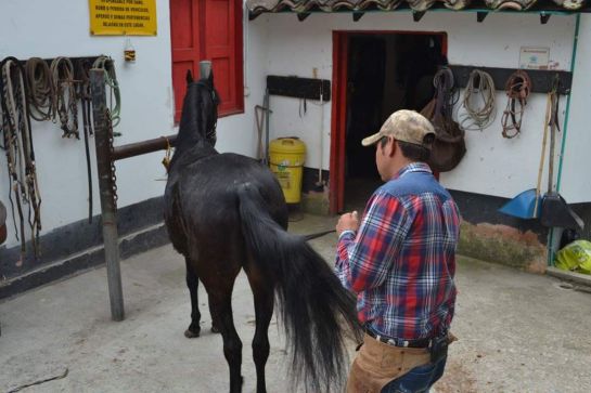 Influenza equina, caballos, Caldas: Se mantiene influenza equina en algunos municipios de Caldas Influenza equina, caballos, Caldas: Se mantiene influenza equina en algunos municipios de Caldas