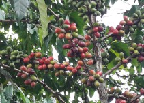 Hay déficit del 30% en recolectores de café en el departamento del Quindío
