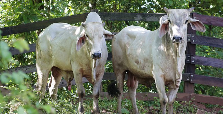 Ganadería: MinAgricultura muestra su preocupación sobre fiebre aftosa en Colombia