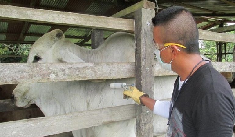 Minagricultura pide que ganaderos permitan vacunación contra la aftosa