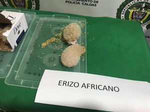 Captura, Erizos de mar, Manizales - Pereira, Fauna silvestre: Un hombre fue capturado por transportar cuatro erizos africanos Captura, Erizos de mar, Manizales - Pereira, Fauna silvestre: Un hombre fue capturado por transportar cuatro erizos africanos