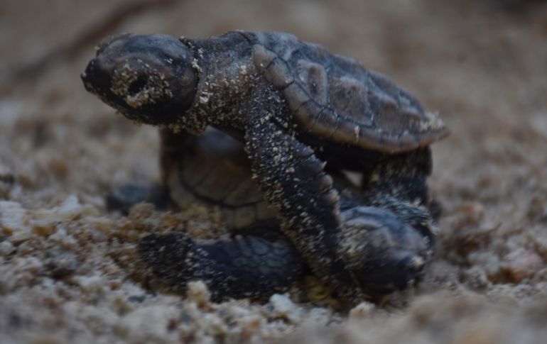 Por primera vez nacen 151 tortugas en la Escuela Naval de Cartagena: Por primera vez nacen 151 tortugas en la Escuela Naval de Cartagena