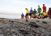 152 tortugas fueron liberadas en la Escuela Naval de Cartagena