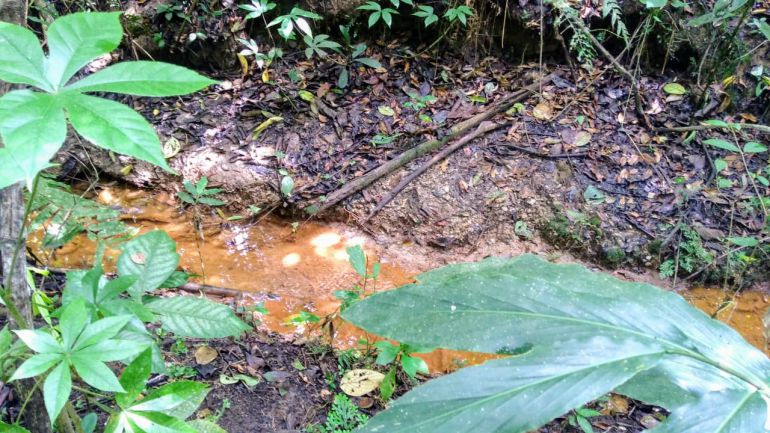 ACEITE DE PALMA: CAS ordena limpieza de zonas contaminadas con aceite de palma