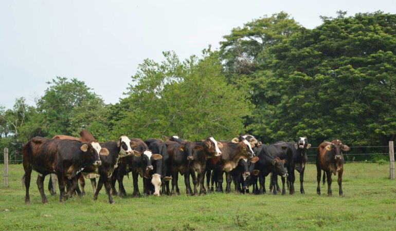 Paro de transportadores.: Ganaderos del Tolima preocupados por paro de transportadores