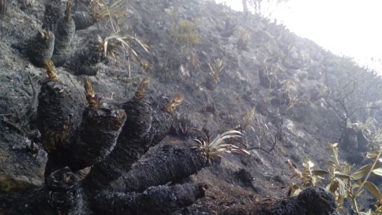 Evacúan 10 familias por incendio forestal cercano a un páramo en Boyacá: Evacúan 10 familias por incendio forestal cercano a un páramo en Boyacá Evacúan 10 familias por incendio forestal cercano a un páramo en Boyacá: Evacúan 10 familias por incendio forestal cercano a un páramo en Boyacá