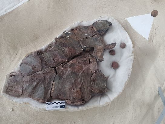 Paleontólogos descubrieron en Boyacá un fósil único de una tortuga marina: Paleontólogos descubrieron en Boyacá un fósil único de una tortuga marina Paleontólogos descubrieron en Boyacá un fósil único de una tortuga marina: Paleontólogos descubrieron en Boyacá un fósil único de una tortuga marina
