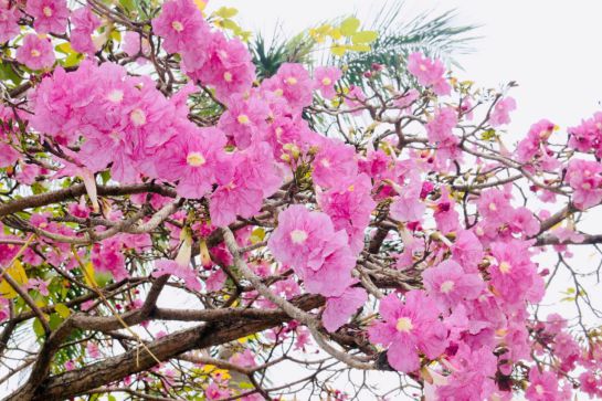 BUCARAMANGA ÁRBOLES VERANO: El espectáculo de la floración de los árboles BUCARAMANGA ÁRBOLES VERANO: El espectáculo de la floración de los árboles