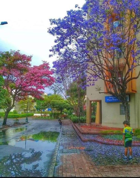 BUCARAMANGA ÁRBOLES VERANO: El espectáculo de la floración de los árboles BUCARAMANGA ÁRBOLES VERANO: El espectáculo de la floración de los árboles