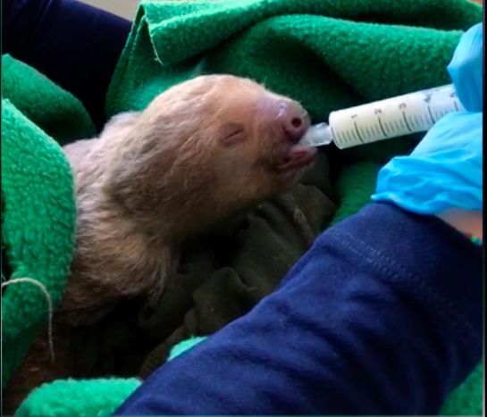 El animal está en proceso de recuperación en el Instituto de Protección Animal. El animal está en proceso de recuperación en el Instituto de Protección Animal.