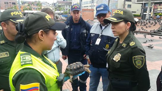 operativos policía incautación allanamientos: Más de 80 armas incautadas en Manizales operativos policía incautación allanamientos: Más de 80 armas incautadas en Manizales