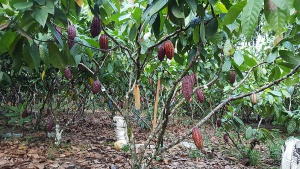 Variedad de cacao ecuatoriano mejora producción en Colombia Variedad de cacao ecuatoriano mejora producción en Colombia