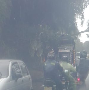 Árbol cayó sobre camión en la vía Montenegro, Quimbaya Árbol cayó sobre camión en la vía Montenegro, Quimbaya