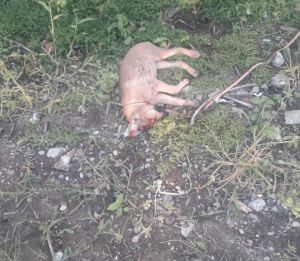 Así quedó la perrita que fue atacada por un perro pitbull Así quedó la perrita que fue atacada por un perro pitbull