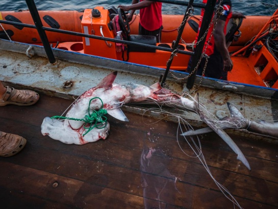 Pesca ilegal: Buques pesqueros ecuatorianos y de Costa Rica saquean santuario de Malpelo Pesca ilegal: Buques pesqueros ecuatorianos y de Costa Rica saquean santuario de Malpelo