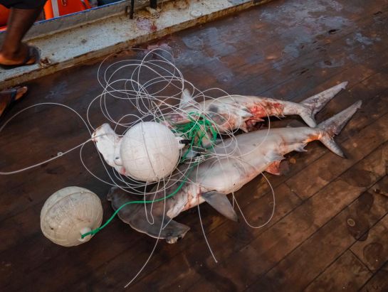 "Pesca ilegal en Malpelo, es un problema igual al narcotráfico": "Pesca ilegal en Malpelo, es un problema igual al narcotráfico" "Pesca ilegal en Malpelo, es un problema igual al narcotráfico": "Pesca ilegal en Malpelo, es un problema igual al narcotráfico"