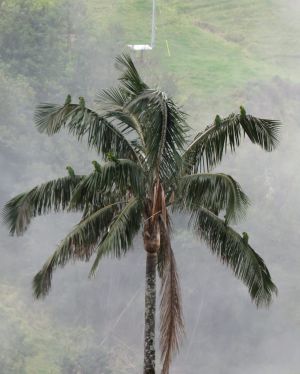 En Pijao, captaron al loro Orejiamarillo, propio de esa zona del Quindío En Pijao, captaron al loro Orejiamarillo, propio de esa zona del Quindío