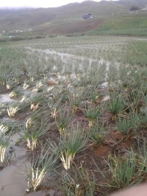 LLUVIAS CEBOLLAS JUNCA TONA BERLIN: Pérdidas en cultivos de cebolla junca por fuertes lluvias LLUVIAS CEBOLLAS JUNCA TONA BERLIN: Pérdidas en cultivos de cebolla junca por fuertes lluvias