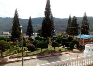 SANTANDER BETULIA DENUNCIAN TALA DE PINOS PARA CONCIERTO: Denuncian arboricidio en Betulia por concierto de ferias SANTANDER BETULIA DENUNCIAN TALA DE PINOS PARA CONCIERTO: Denuncian arboricidio en Betulia por concierto de ferias