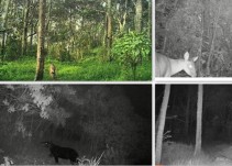 Pumas, venados y otras especies en zona de conservación en Salento, Quindío
